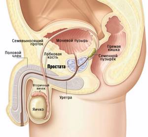 какой орган мужчины вырабатывает сперму фото 54