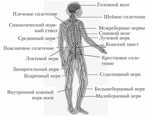 Болезни на фоне нервного стресса