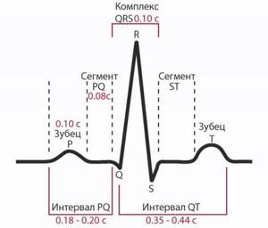 Как выглядит кардиограмма сердца здорового человека фото