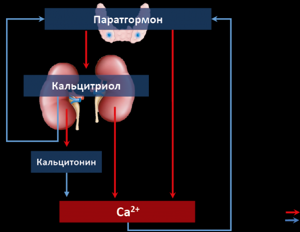 Паратгормон норма. Паратгормон норма у детей. Нормы паратгормона у женщин по возрастам. Гормон паратгормон норма. Кальцитонин и паратгормон.