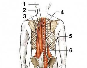 Анатомия мышц разгибателей спины