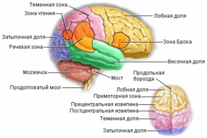  Как лечится опухоль головного мозга