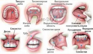 Виды и классификация Виды и классификация