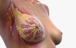 Инвазивный рак груди: неспецифицированный, дольковый, протоковый