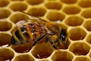 Как получают мёд из тыквы?