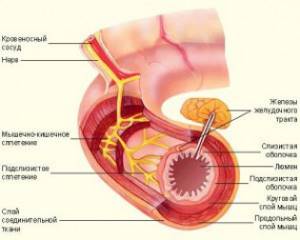 Краткие анатомо-физиологические особенности кишечного пищеварения