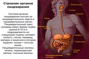 Какие органы расположены в брюшной полости: схема с надписями