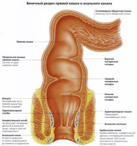 Какие органы расположены в брюшной полости: схема с надписями