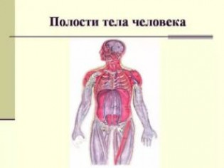 Полости тела человека в которых расположены органы