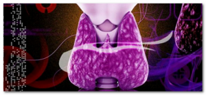 Какие основные гормоны выделяет щитовидная железа?