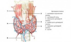 Особенности заболеваний щитовидки