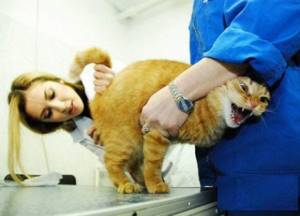 Причины выпадения примой кишки у кошек